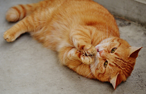 orange cat lying on floor thumbnail