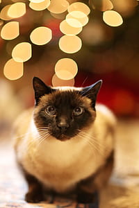 wood, animal, pet, cute thumbnail