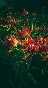 red petaled flowers thumbnail