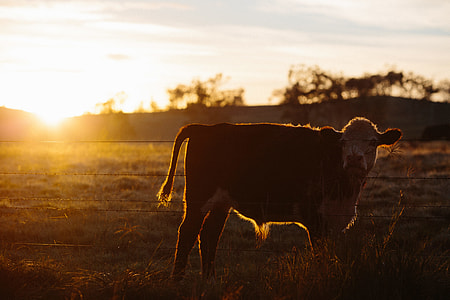 photo of brown cow during golden hour thumbnail
