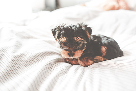 Cute Yorkshire Terrier Puppy thumbnail