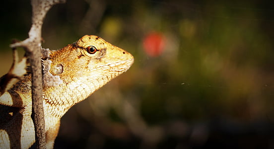 selective focus photography of beige lizard at daytime thumbnail