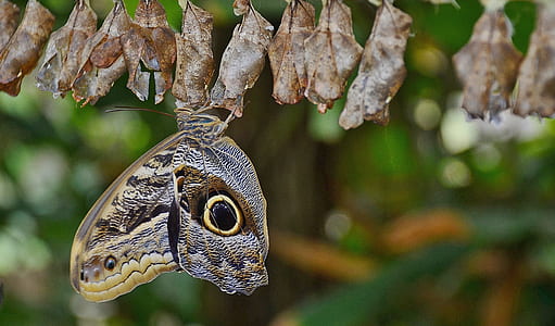 shallow focus photography of owl butterfly on dried leaves thumbnail