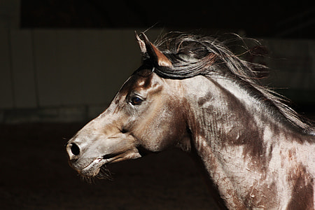 macro shot of brown and black horse thumbnail