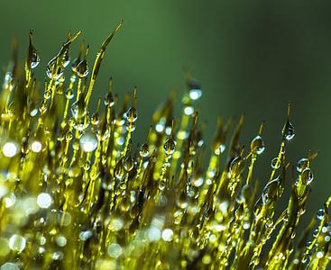 close-up photography of leaf edge with water thumbnail