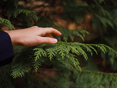 person taking picture of tree thumbnail