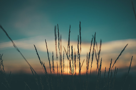 silhouette photo of grass during golden hour thumbnail