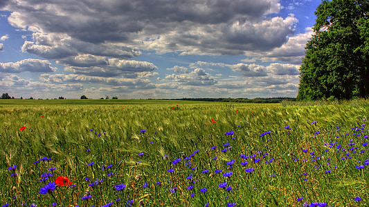 flower field under gray and white clouds thumbnail