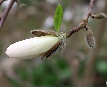 white magnolia flower bud in selective focus photography thumbnail