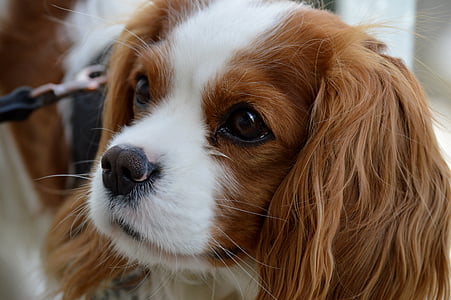 close-up photo of long-coated tan and white puppy thumbnail