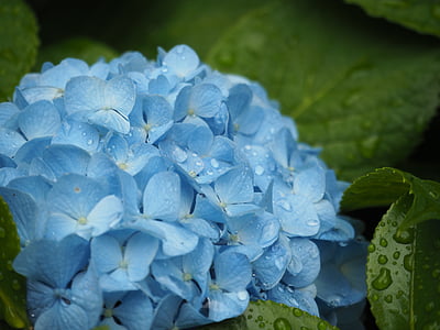 selective focus photography of blue petaled flower with water dew thumbnail