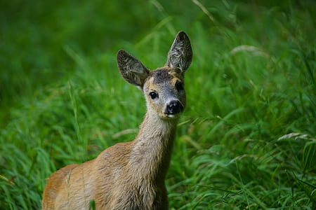 close up photography of brown animal on green grass thumbnail