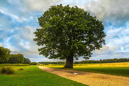 tree beside the farm during daytime thumbnail