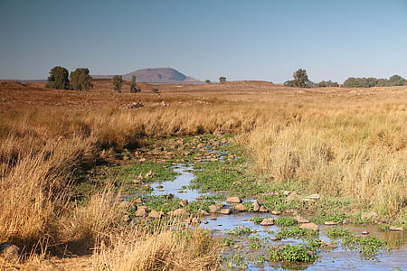 brown grasses and green trees thumbnail