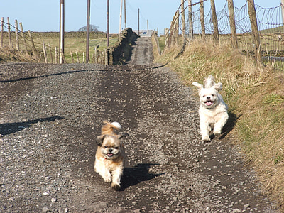 two long-coated white and brown puppies running on pathway at daytime thumbnail
