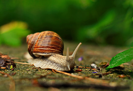 shallow focus photography of brown and gray snail thumbnail