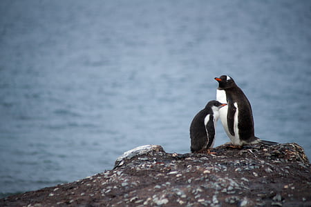 two black penguins near body of water thumbnail