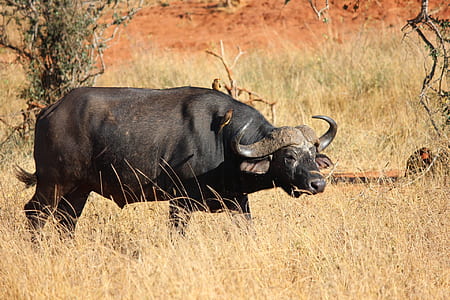 black water buffalo walking on grass field at daytime thumbnail