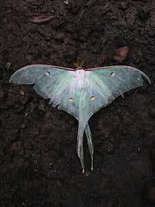 white and green moth on brown soil thumbnail