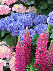 close-up photography of assorted petaled flowers thumbnail