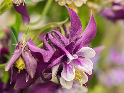 closeup photo of purple flower thumbnail