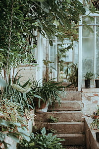 green leaf plant on brown concrete stairs near house thumbnail
