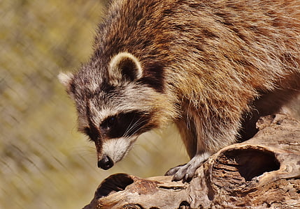 brown and black raccoon on driftwood thumbnail