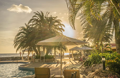 patio umbrella near coconut tree thumbnail