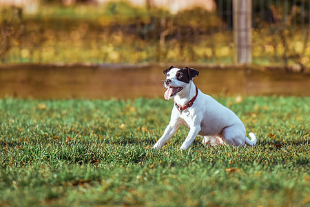adult white and black Jack Russell terrier on grass field thumbnail