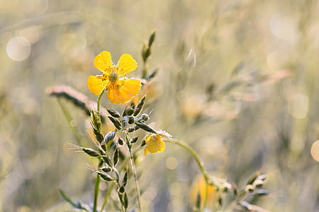 shallow focus photography of yellow petaled flower thumbnail