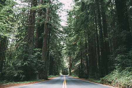 asphalt road surrounded by green trees during daytime thumbnail