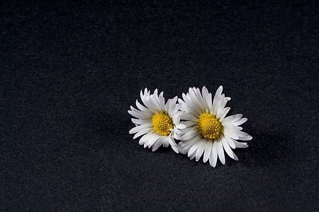 two daisy flowers with black background thumbnail