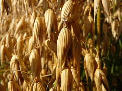 brown corn field thumbnail