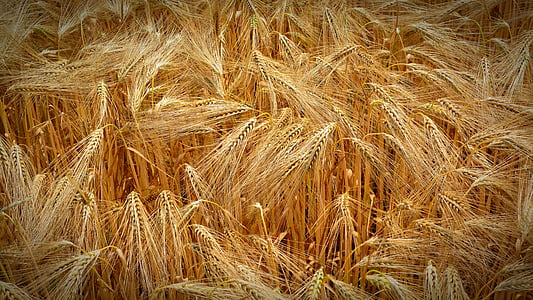 close-up photo of brown wheat thumbnail