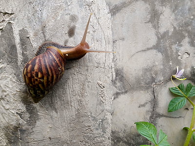 brown snail thumbnail