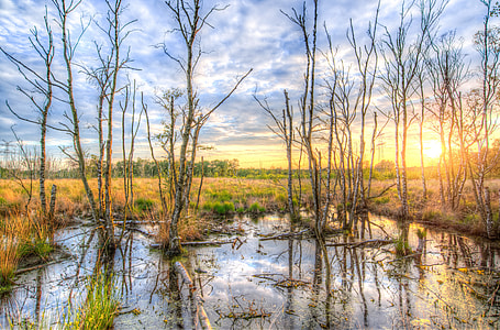 bare trees on body of water thumbnail