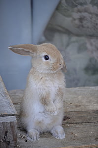 brown rabbit standing on pallet wooden surface thumbnail