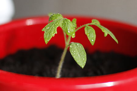 selective focus photography of green leafed plant thumbnail