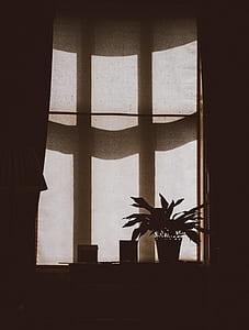silhouette of potted plant on window thumbnail