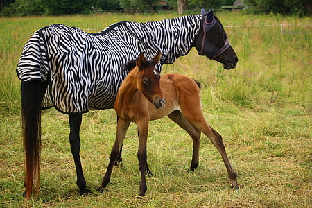 black horse with zebra costume beside brown horse thumbnail