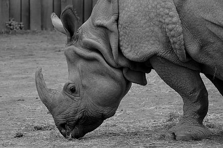 grayscale photography of rhino thumbnail