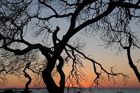 silhouette of tree during golden hour at sea thumbnail