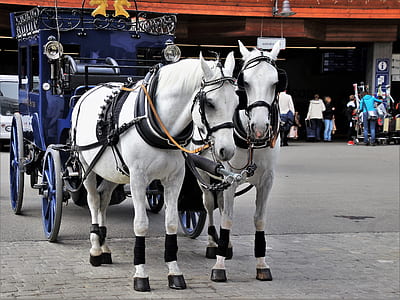 two white horses with carriage thumbnail