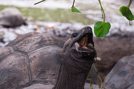 closeup photo of a turtle eating plant thumbnail