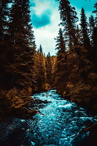 timelapse photo of river between trees thumbnail