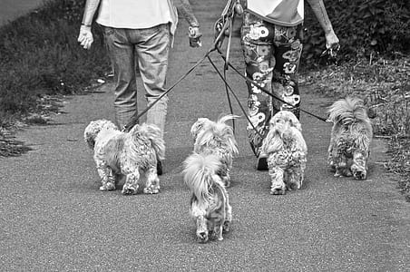 grayscale photo of two person walking with five small dogs thumbnail