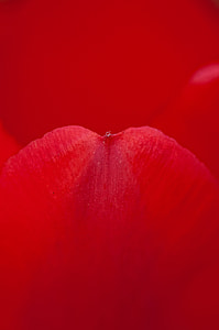 petal, red, rose, rose, red, rose petals, flower thumbnail