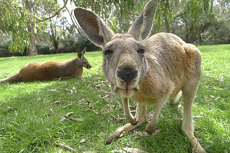 two brown kangaroos thumbnail