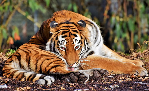 tiger lying on soil ground thumbnail