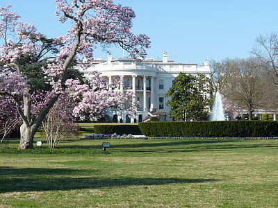 white concrete building near cherry blossom thumbnail